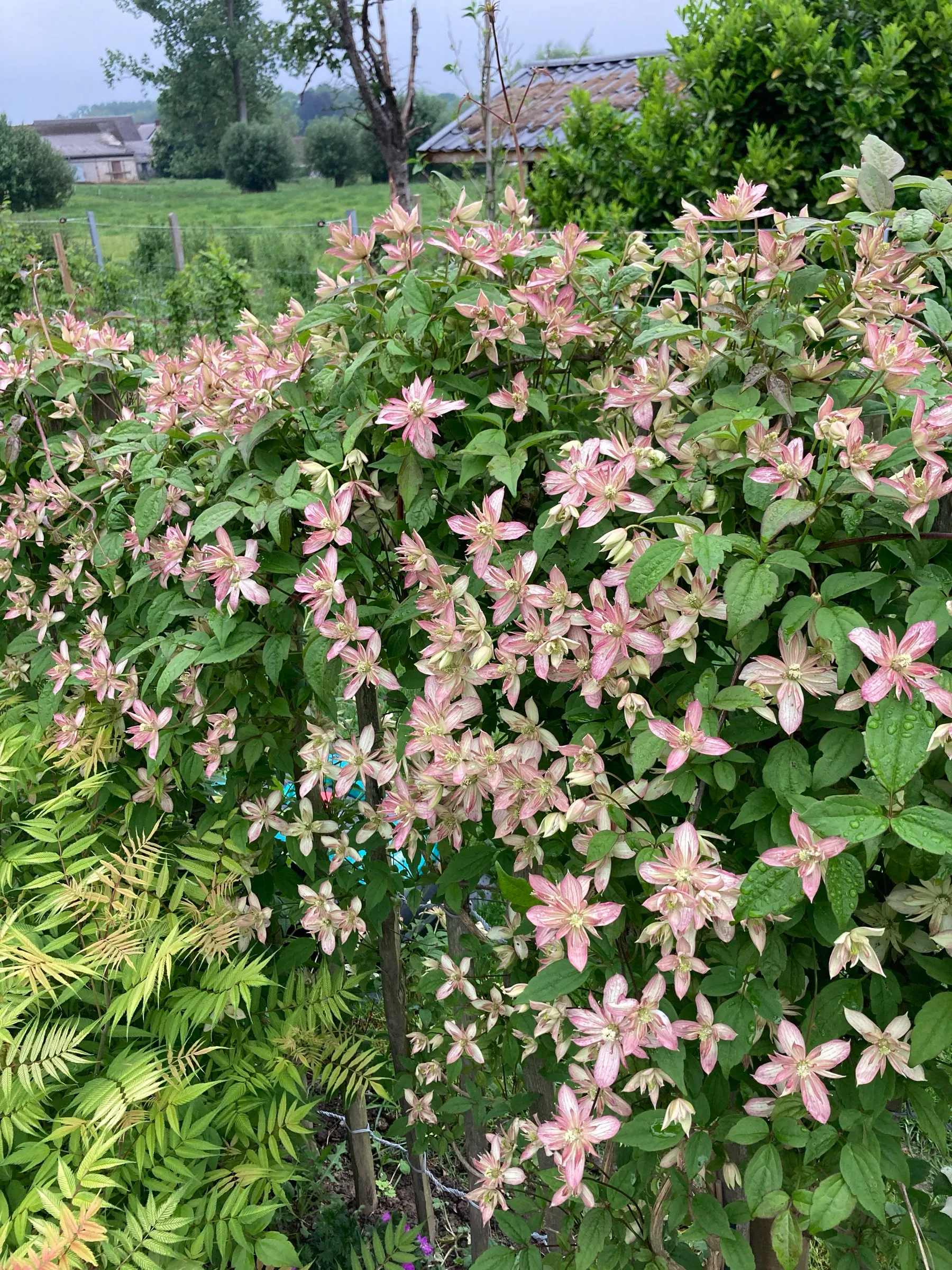 Clématite rose en pleine floraison sur un support