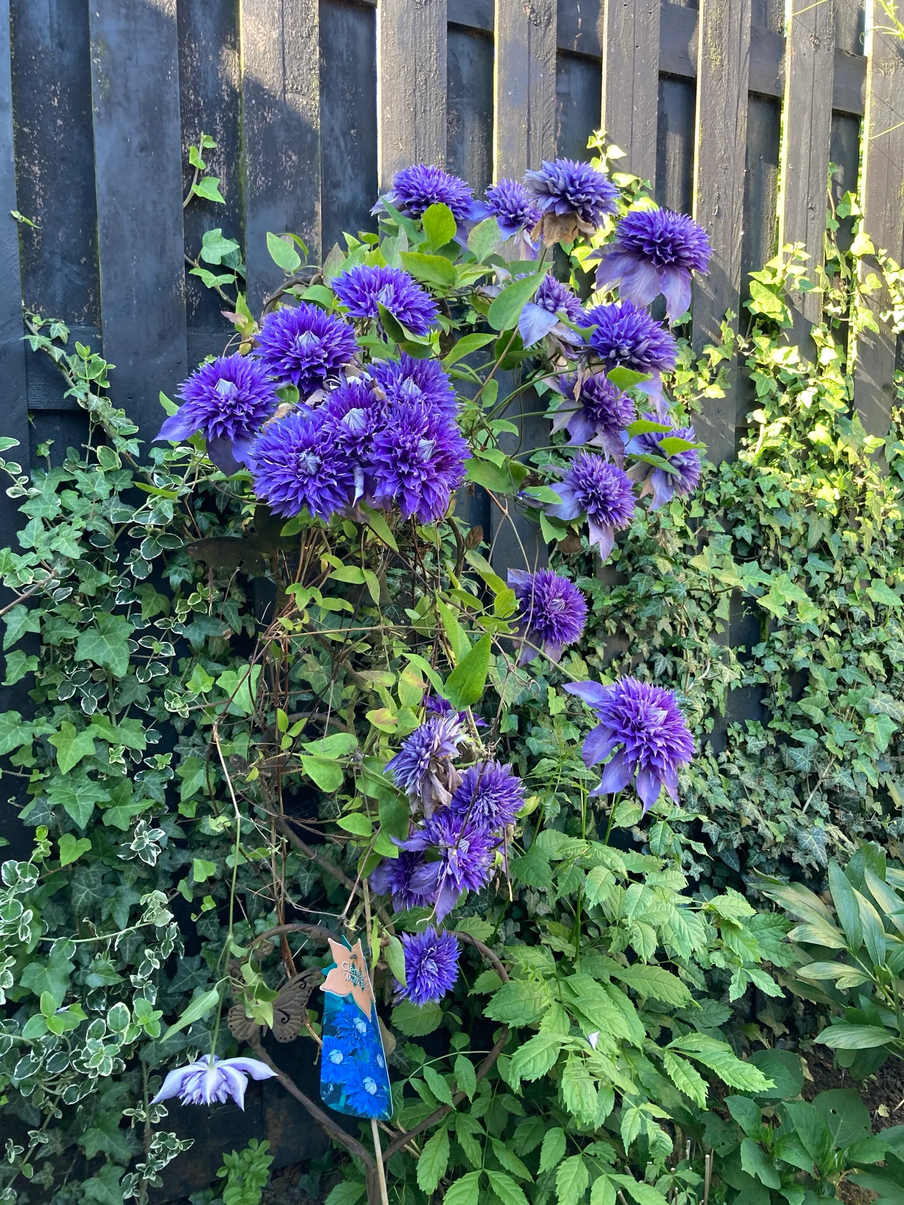 Clématite violette grimpant le long d'une palissade