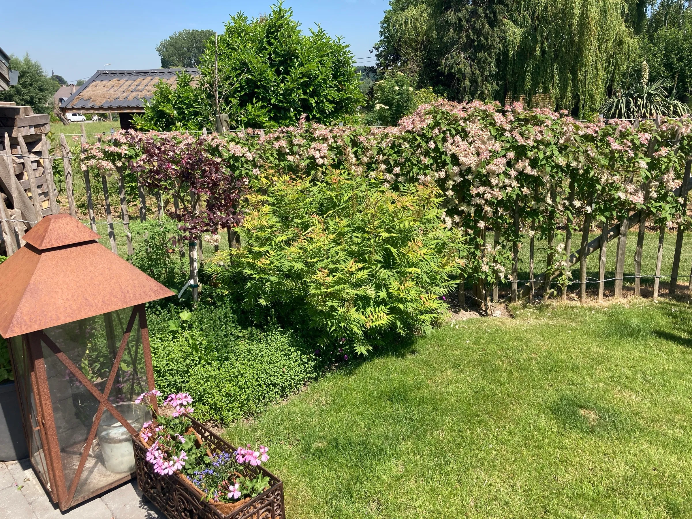 Haie fleurie palissée en bordure d'une pelouse tondue