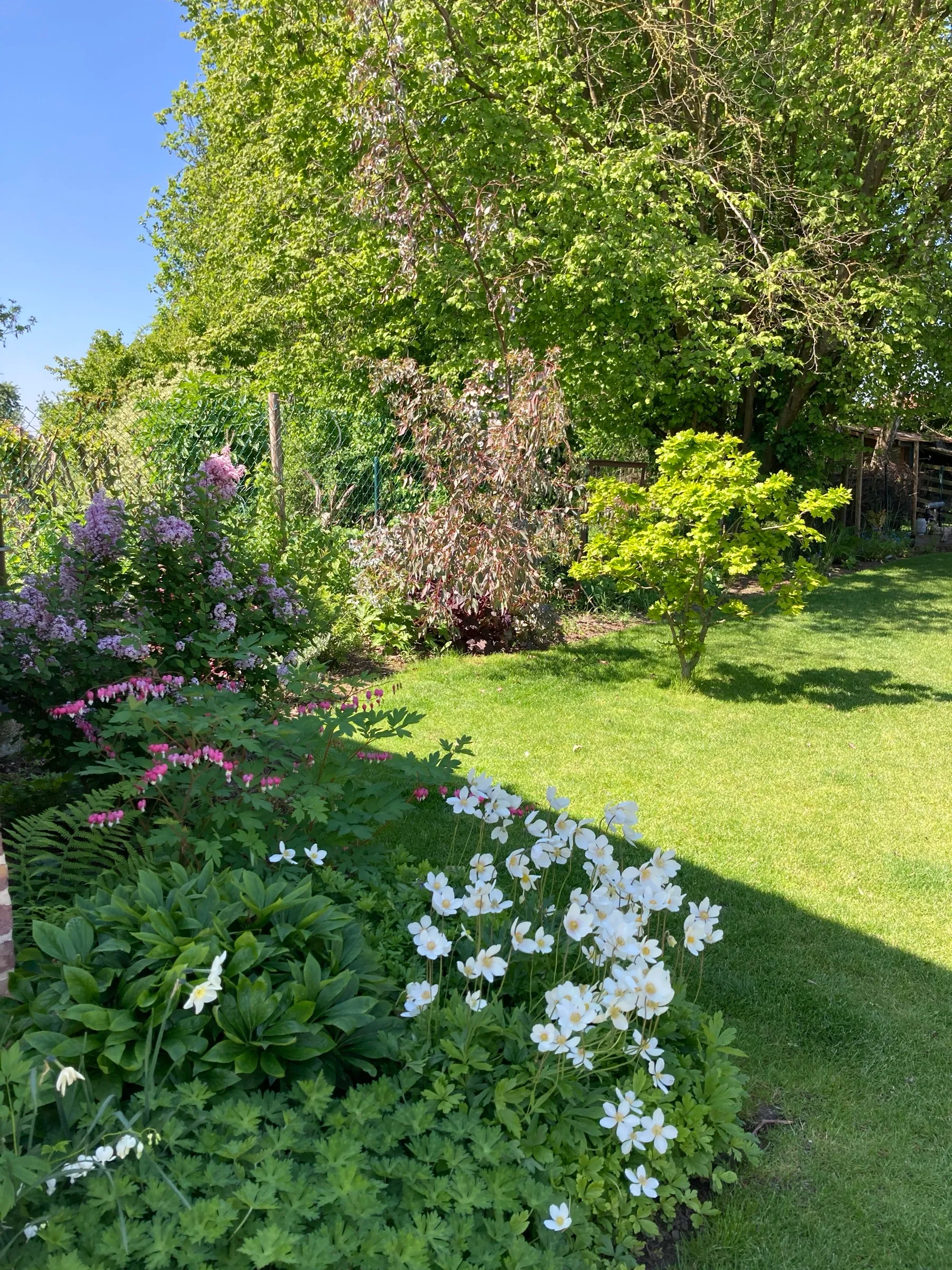 Jardin aménagé avec pelouse, massifs fleuris et arbres au printemps