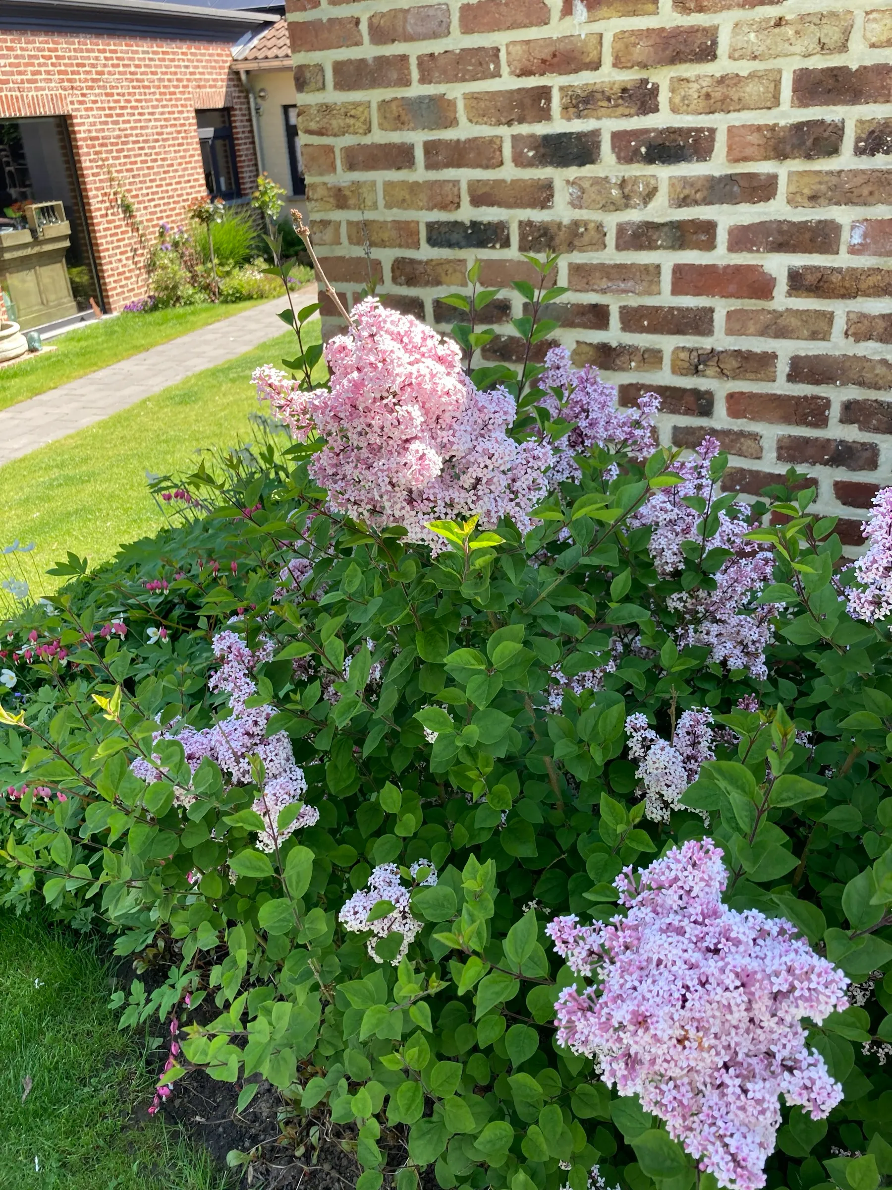 Massif de lilas devant une façade en briques
