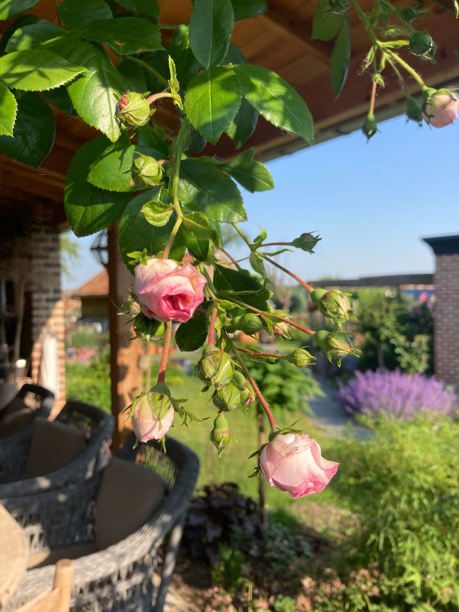 Rosier grimpant sous une pergola, jardin en arrière-plan