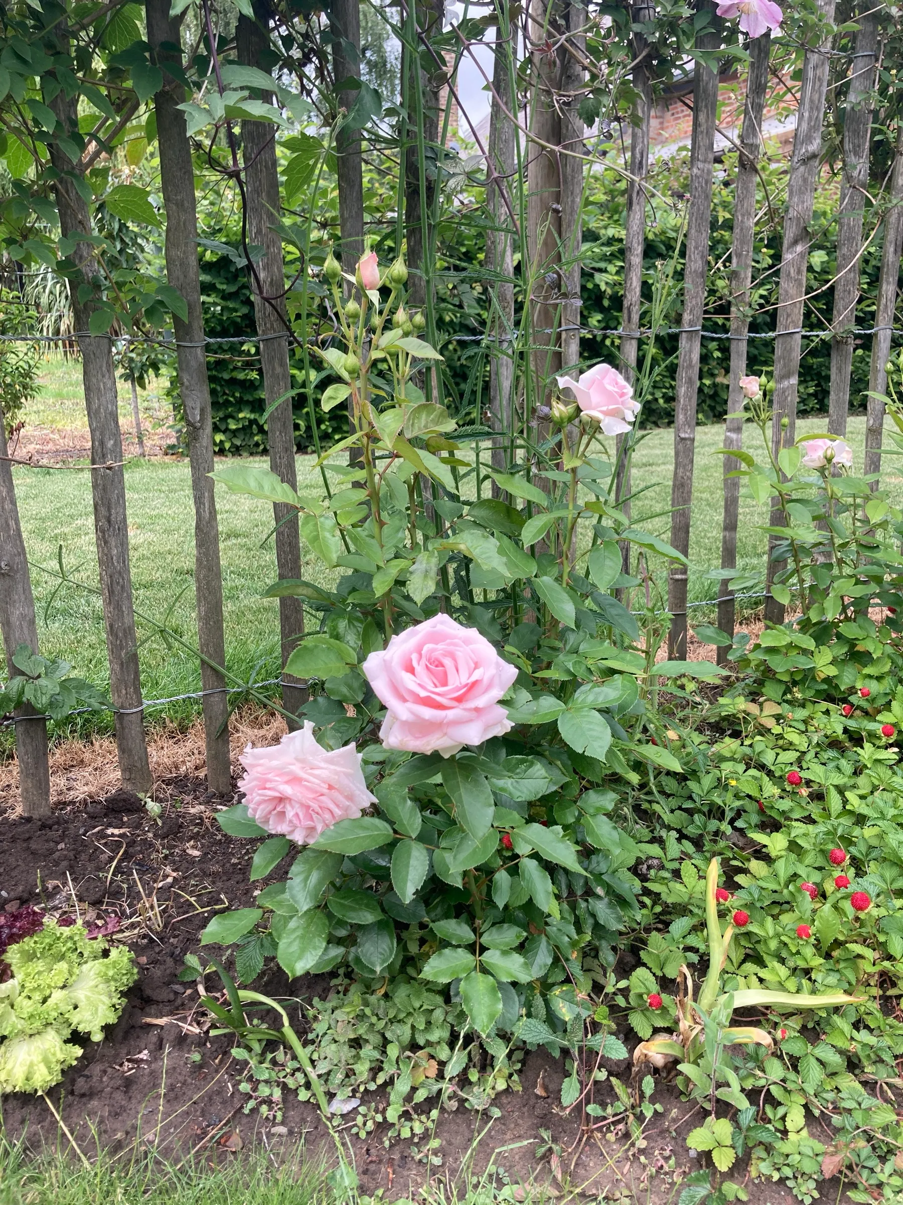 Rosier à fleurs roses devant une clôture en bois